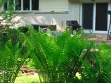 Our backdorr into the garden. These ferns run wild and rampant all over our garden.